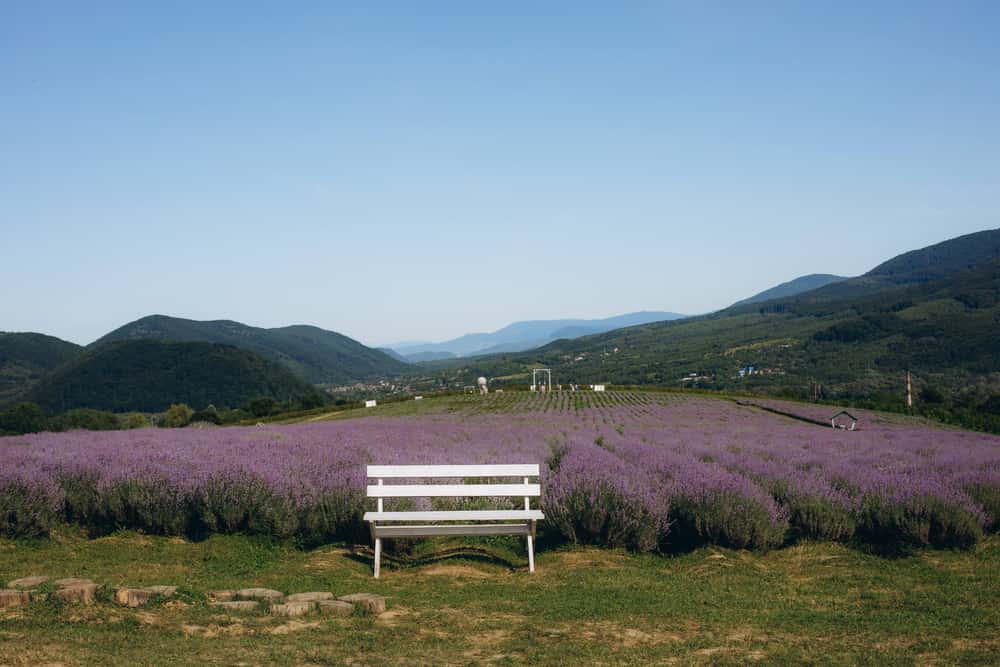 Lavanda Run 2026